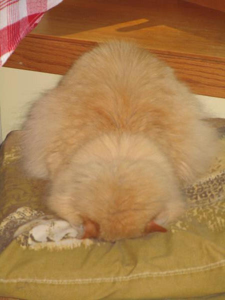/Images/uploads/Minnesota Spay Neuter Assistance Program/MNSNAP/entries/9439thumb.jpg